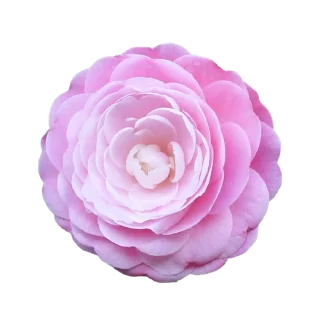 Duchess Peony Classic Candle