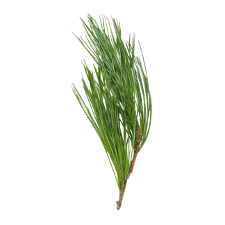 Midnight Cactus Classic Reed Diffuser