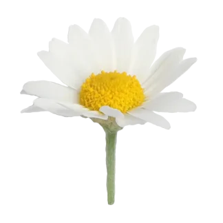 Chamomile Lavender 3-Wick Candle