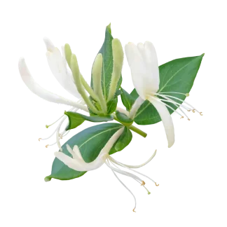 Wild Honeysuckle Classic Candle