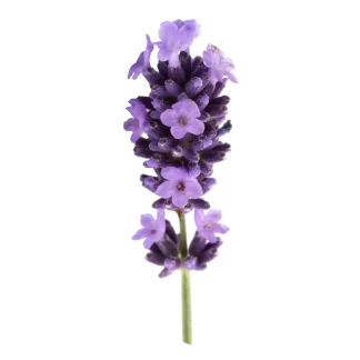 Chamomile Lavender 3-Wick Candle