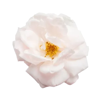 Blush Rose Classic Reed Diffuser