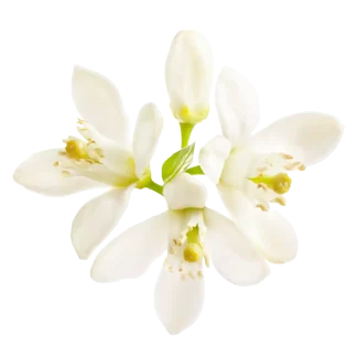 Fresh Cut Gardenia Classic Candle