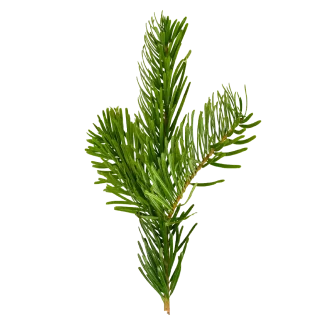 Woodland Spruce Pura Smart Device Refill