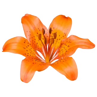 Jungle Bloom Classic Candle